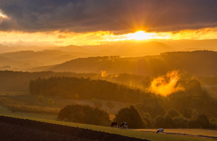Sunset over the hills of the Sauerland with drifting mist and grazing cows