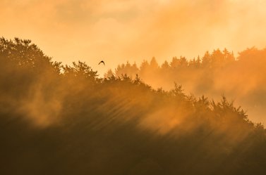 Wooded hilltop in golden morning mist with a bird in flight