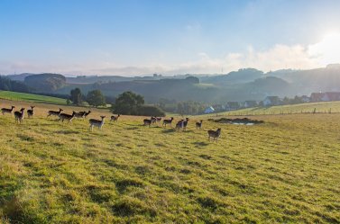 Fallow deer grazing in a meadow with houses and the Sauerland hills behind